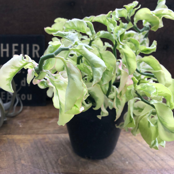 矮性の大銀竜♡ペディランサス♡超希少♡多肉植物♡観葉植物 20枚目の画像