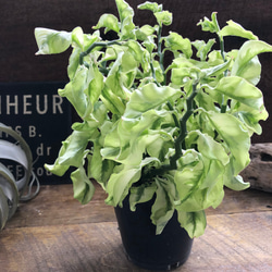 矮性の大銀竜♡ペディランサス♡超希少♡多肉植物♡観葉植物 9枚目の画像