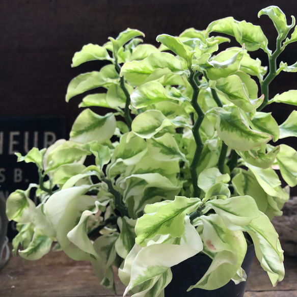 矮性の大銀竜♡ペディランサス♡超希少♡多肉植物♡観葉植物 8枚目の画像