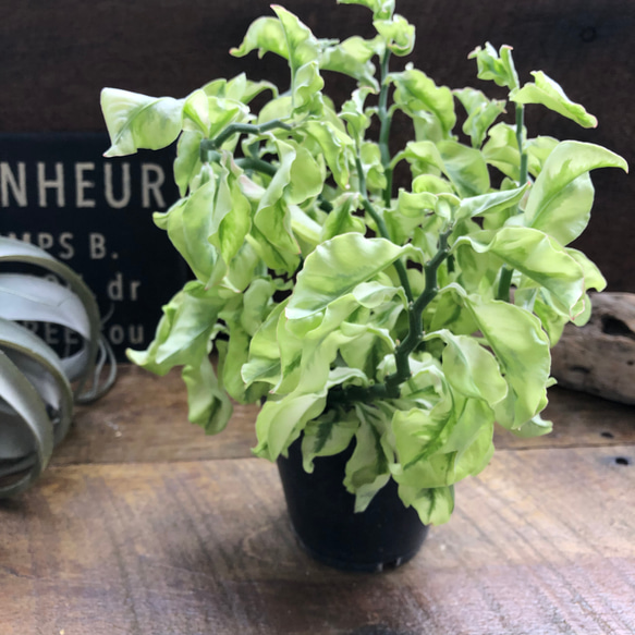 矮性の大銀竜♡ペディランサス♡超希少♡多肉植物♡観葉植物 19枚目の画像