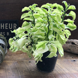 矮性の大銀竜♡ペディランサス♡超希少♡多肉植物♡観葉植物 15枚目の画像