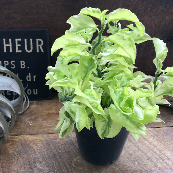 矮性の大銀竜♡ペディランサス♡超希少♡多肉植物♡観葉植物 2枚目の画像