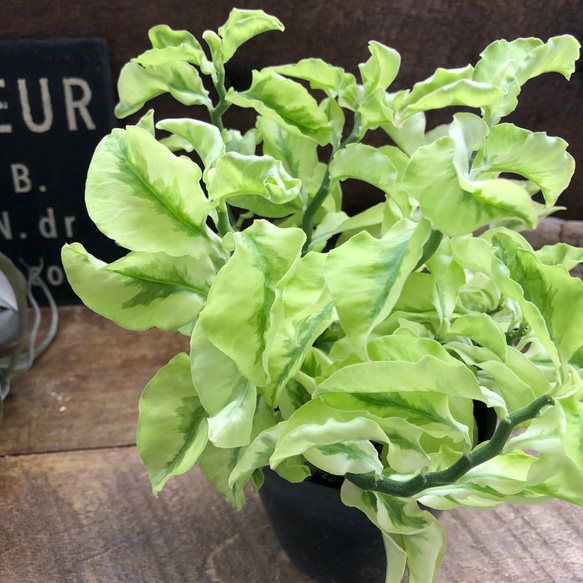 矮性の大銀竜♡ペディランサス♡超希少♡多肉植物♡観葉植物 3枚目の画像