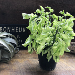 矮性の大銀竜♡ペディランサス♡超希少♡多肉植物♡観葉植物 11枚目の画像