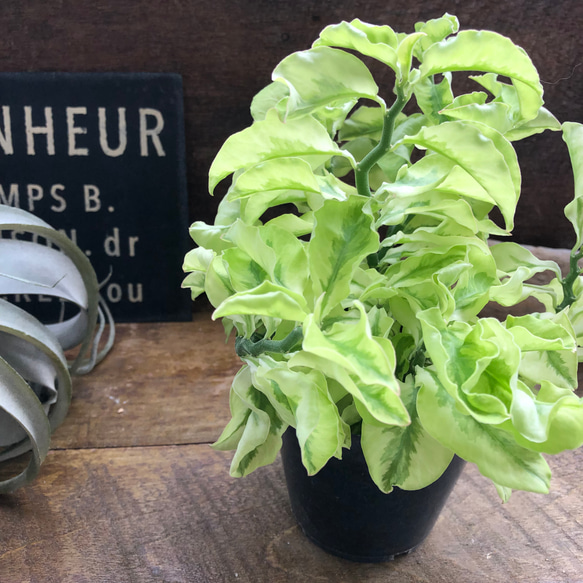 矮性の大銀竜♡ペディランサス♡超希少♡多肉植物♡観葉植物 18枚目の画像