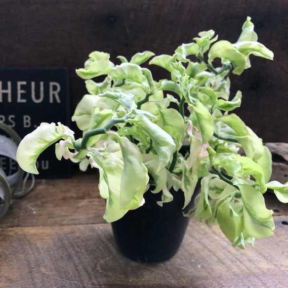 矮性の大銀竜♡ペディランサス♡超希少♡多肉植物♡観葉植物 13枚目の画像