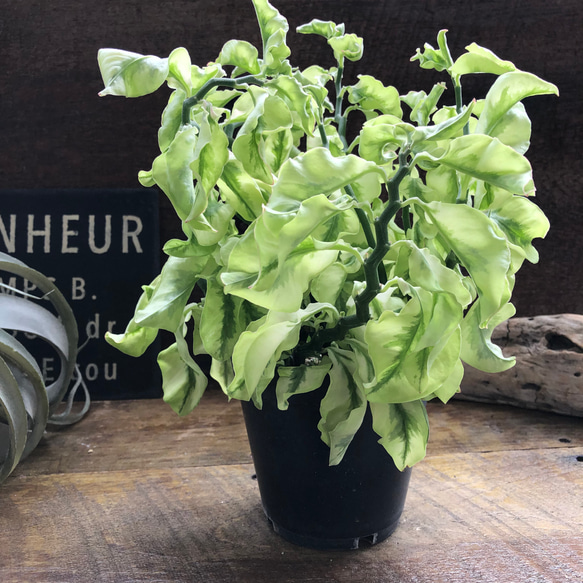 矮性の大銀竜♡ペディランサス♡超希少♡多肉植物♡観葉植物 17枚目の画像