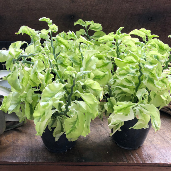 矮性の大銀竜♡ペディランサス♡超希少♡多肉植物♡観葉植物 5枚目の画像