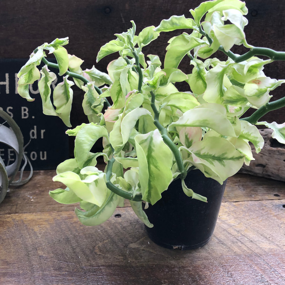 矮性の大銀竜♡ペディランサス♡超希少♡多肉植物♡観葉植物 7枚目の画像