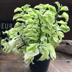 矮性の大銀竜♡ペディランサス♡超希少♡多肉植物♡観葉植物 6枚目の画像