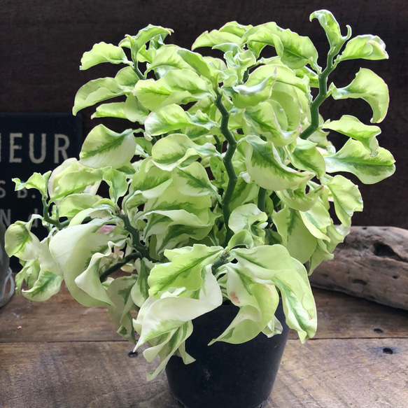 矮性の大銀竜♡ペディランサス♡超希少♡多肉植物♡観葉植物 6枚目の画像