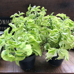 矮性の大銀竜♡ペディランサス♡超希少♡多肉植物♡観葉植物 10枚目の画像