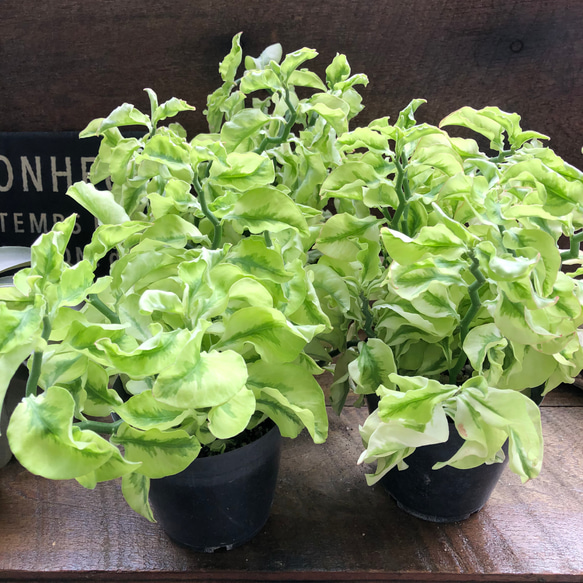 矮性の大銀竜♡ペディランサス♡超希少♡多肉植物♡観葉植物 10枚目の画像