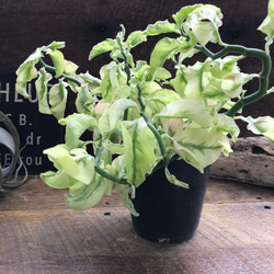 矮性の大銀竜♡ペディランサス♡超希少♡多肉植物♡観葉植物 4枚目の画像