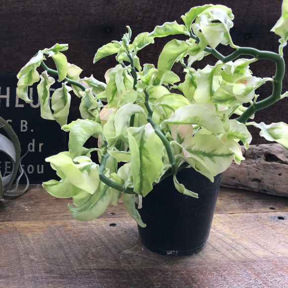 矮性の大銀竜♡ペディランサス♡超希少♡多肉植物♡観葉植物 4枚目の画像