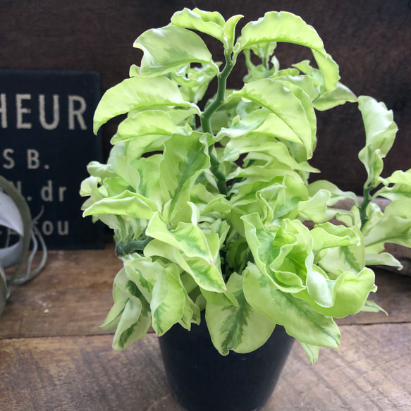 矮性の大銀竜♡ペディランサス♡超希少♡多肉植物♡観葉植物 14枚目の画像