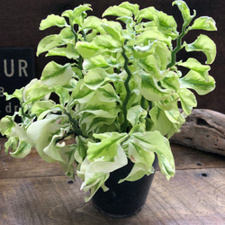 矮性の大銀竜♡ペディランサス♡超希少♡多肉植物♡観葉植物 1枚目の画像