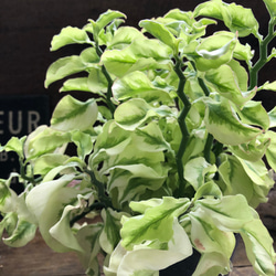 矮性の大銀竜♡ペディランサス♡超希少♡多肉植物♡観葉植物 12枚目の画像