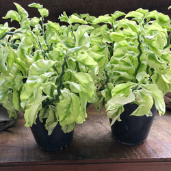 矮性の大銀竜♡ペディランサス♡超希少♡多肉植物♡観葉植物 16枚目の画像