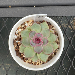 多肉植物 エケベリア 女雛錦 抜き苗 斑入り その他インテリア雑貨