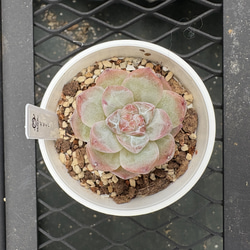 多肉植物 エケベリア 夕焼けの舞 抜き苗 その他インテリア雑貨 MUSUBU