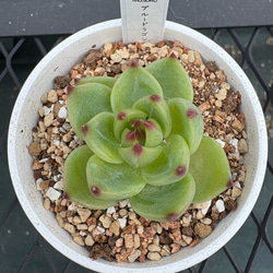 多肉植物 エケベリア ルナレン 抜き苗 その他インテリア雑貨