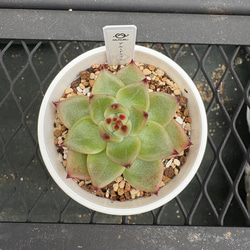 多肉植物 エケベリア ルナレン 抜き苗 その他インテリア雑貨 MUSUBU