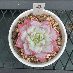 多肉植物 エケベリア 夕焼けの舞 抜き苗 その他インテリア雑貨