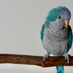 とまり木 樹皮付き天然木 ドラゴンウッド Mサイズ｜BirdARCADIA公式 中型インコ用 1枚目の画像