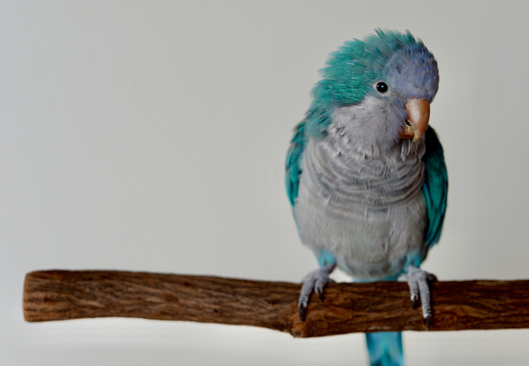 とまり木 樹皮付き天然木 ドラゴンウッド Mサイズ｜BirdARCADIA公式 中型インコ用 1枚目の画像