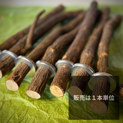 とまり木 樹皮付き天然木 ドラゴンウッド Mサイズ｜BirdARCADIA公式 中型インコ用 2枚目の画像