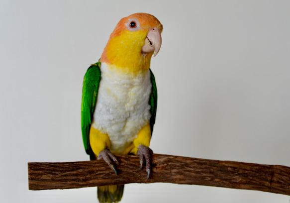 大型インコ 中型インコ用とまり木 自然木 柚 とまり木 樹皮付き天然木 ドラゴンウッド Lサイズ｜中型～インコ用