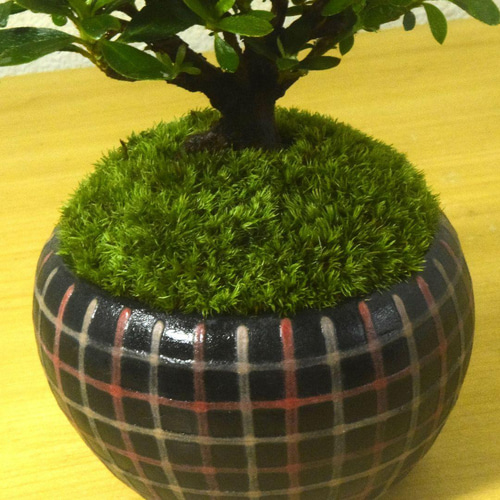 POTOCO 斑入り サツキ 皐月 観葉植物 陶器鉢 盆栽 豆盆栽 苔玉 ギフト