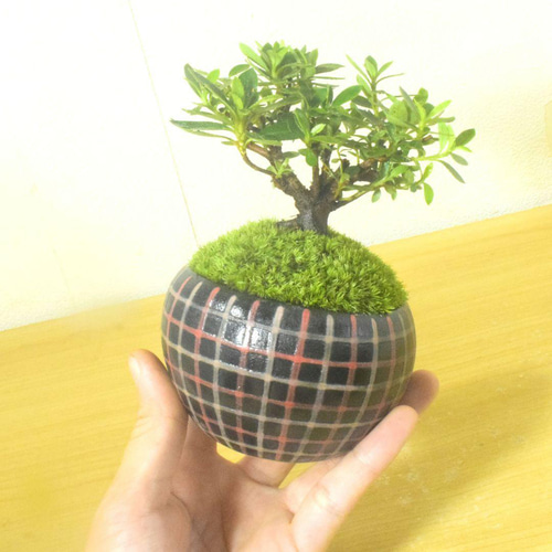 POTOCO 斑入り サツキ 皐月 観葉植物 陶器鉢 盆栽 豆盆栽 苔玉 ギフト