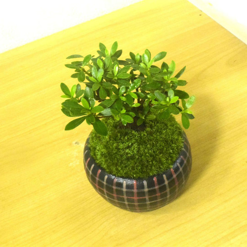 POTOCO 斑入り サツキ 皐月 観葉植物 陶器鉢 盆栽 豆盆栽 苔玉 ギフト