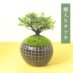 POTOCO 斑入り サツキ 皐月 観葉植物 陶器鉢 盆栽 豆盆栽 苔玉