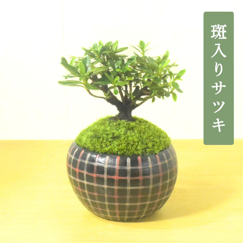 POTOCO 斑入り サツキ 皐月 観葉植物 陶器鉢 盆栽 豆盆栽 苔玉