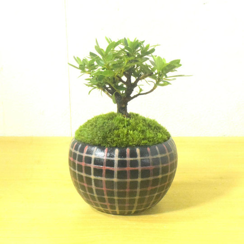 POTOCO 斑入り サツキ 皐月 観葉植物 陶器鉢 盆栽 豆盆栽 苔玉 ギフト
