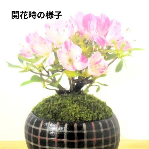 POTOCO 斑入り サツキ 皐月 観葉植物 陶器鉢 盆栽 豆盆栽 苔玉