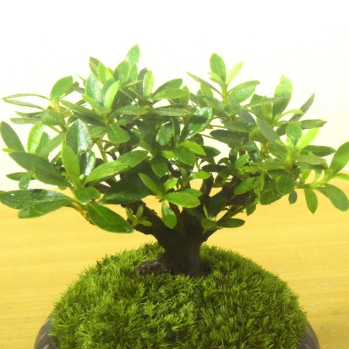 POTOCO 斑入り サツキ 皐月 観葉植物 陶器鉢 盆栽 豆盆栽 苔玉 ギフト