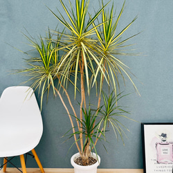 ［現品］【希少】14番　ドラセナコンシンネ　マジナータゴールド　8号　室内　大型 現品］【希少】14番 ドラセナ コンシンネ マジナータゴールド 8号 観葉