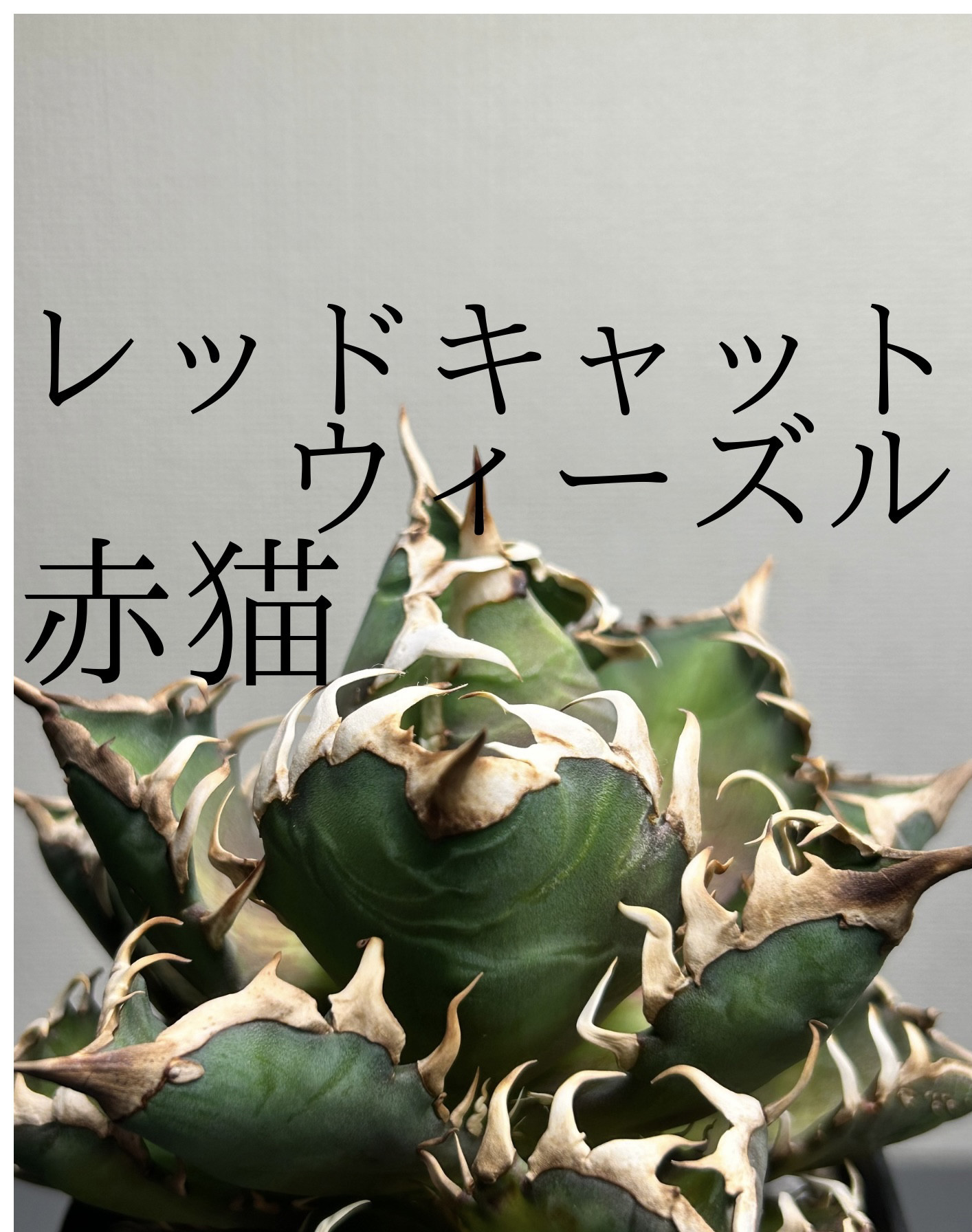 アガベ　チタノタ　レッドキャットウィーズル　赤猫　超美苗‼️ 送料無料‼︎ 多肉植物