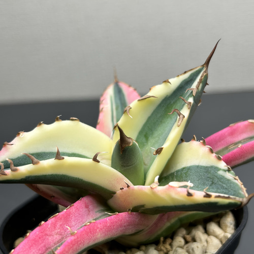 アガベ チタノタ スナグルトゥース 激レア品種‼️ 送料無料 多肉植物