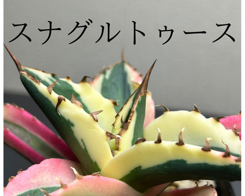 アガベ チタノタ スナグルトゥース 激レア品種‼️ 送料無料 多肉植物