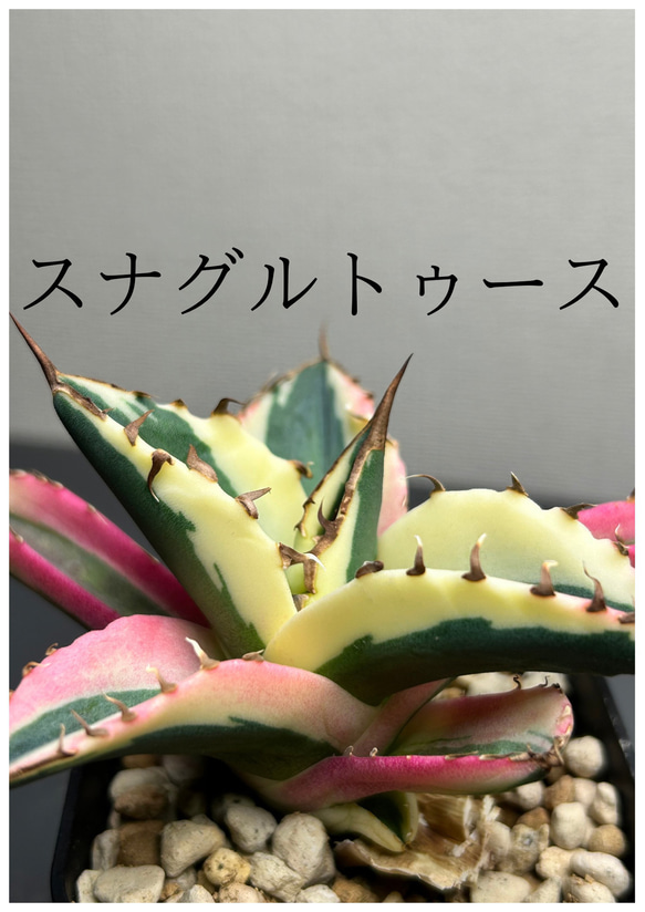 アガベ チタノタ スナグルトゥース 激レア品種‼️ 送料無料 多肉植物