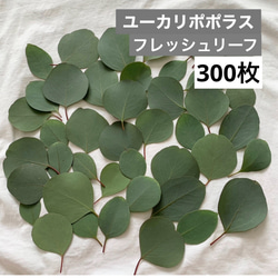 無農薬 ユーカリポポラス 切り枝 ネコポス入るだけ その他素材