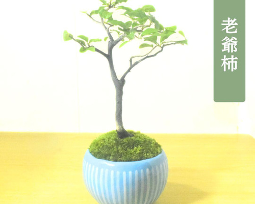 POTOCO ロウヤガキ 老爺柿 カキ 柿 観葉植物 陶器鉢 盆栽 小品盆栽 苔