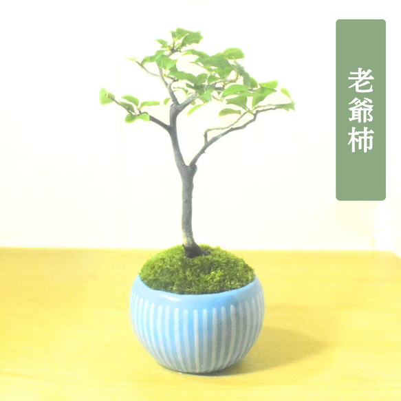 POTOCO ロウヤガキ 老爺柿 カキ 柿 観葉植物 陶器鉢 盆栽 小品盆栽 苔