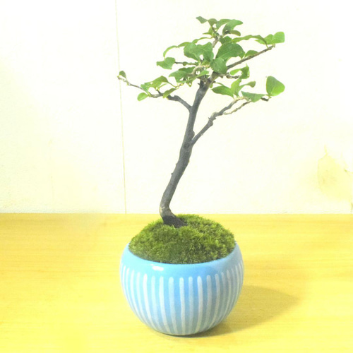 POTOCO ロウヤガキ 老爺柿 カキ 柿 観葉植物 陶器鉢 盆栽 小品盆栽 苔