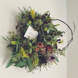 Mimosa】14花咲きミモザの三日月リース2024 crescent wreath リース